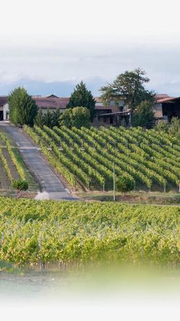 Vignoble et Vente de Vins AOC à Maumusson
