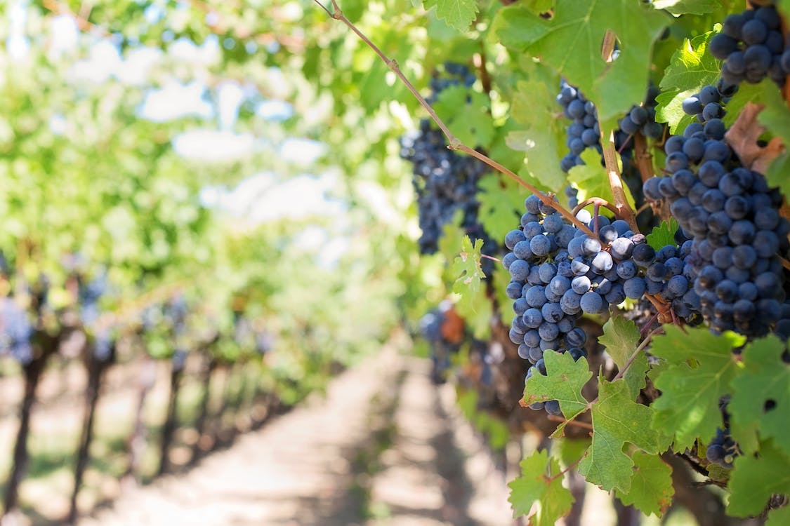 Comment Choisir le Vin Parfait avec Élégance et Saveur